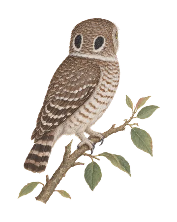 Collared Owlet, painted after the Company School