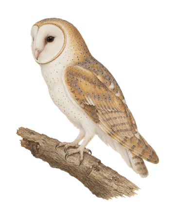 Eastern Barn Owl, painted after the Company School