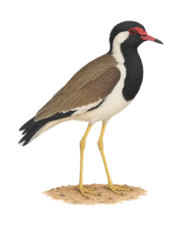 Red-wattled Lapwing, painted after the Company School